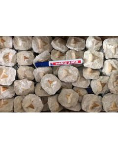 Haifischzähne, small, in Matrix eingesetzt, Marokko, 1 Stück