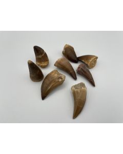 Mosasaurus teeth, large, loose, Morocco, 1 piece