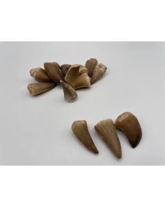 Mosasaurus teeth, medium, loose, Morocco, 1 piece
