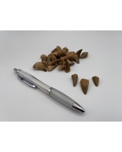 Mosasaurus teeth, small, loose, Morocco, 1 piece