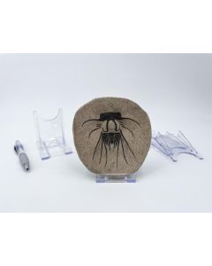 Adjustable display stand; medium; original case