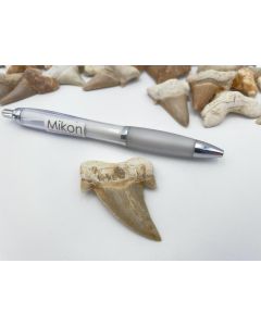 Haifischzähne; mittel, ca. 3-4 cm, Marokko; 1 Stück