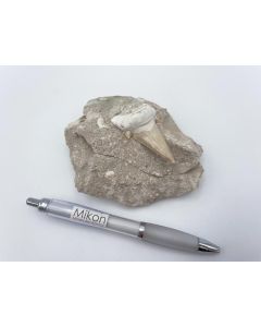 Haifischzähne; groß, in Matrix, Marokko; 1 Stück