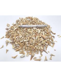 Haifischzähne; gemischt, klein, Marokko; 1 kg