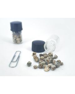 Hydropyrochlor X; Lueshe Mine, Demokratische Republik Kongo; ca. 5 g Partie lose X, MM