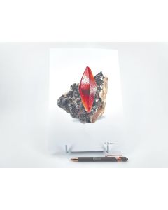 Aquarell; Original von S.Behrens