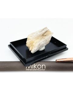 Epididymit xx; Mt. Malosa, Zomba, Malawi; KS