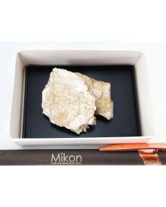 Epididymit xx; Mt. Malosa, Zomba, Malawi; KS