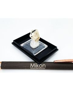 Epididymit xx; Mt. Malosa, Zomba, Malawi; KS