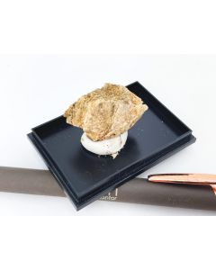 Eudidymit xx; Mt. Malosa, Zomba, Malawi; KS