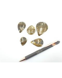 Fossil coral, taerdrop shape, app. 3-5 cm, with hole for pendant, 10 pieces