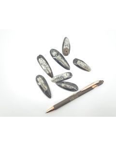 Orthoceras pendant 4-8 cm, 1 piece in black