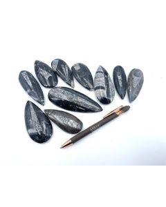 Orthoceras, 8 - 12 cm, polished, Morocco, 10 pieces