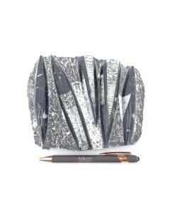 Orthoceras plate, ca. 18-23 cm, Morocco, 1 piece