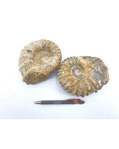 Ammonite 10 - 15 cm, rough, ready prepared, Morocco, 1 piece
