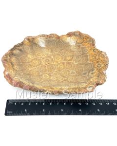 Bowl made of petrified coral, free form, app. 15 cm, inside polished, 1 piece