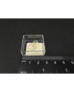 Akdalait; Bulla Island, Kaspisches Meer, Aserbaidschan; Kapsel; Einzelstück