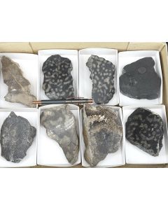 Fossil coral; Gummersbach, Rhineland-Palatinate, Germany; 1 flat; unique