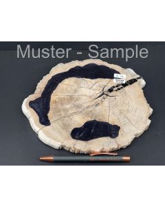 Fossiles (versteinertes) Holz; Baumscheiben, einseitig poliert; Sumatra, Indonesien; 1 Stück