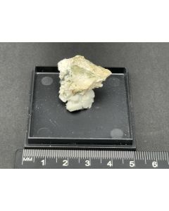 Epididymit xx; Mount Malosa, Zomba, Malawi; MM; Einzelstück