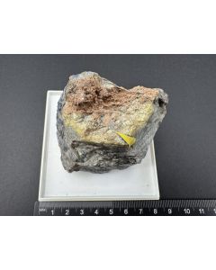 Triphylin xx; Hagendorf-Süd, Oberpfalz, Deutschland; Gerd Tremmel Sammlung; NS; Einzelstück