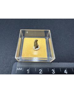 Choloalit xx; Tombstone, AZ, USA; MM; Einzelst&uuml;ck