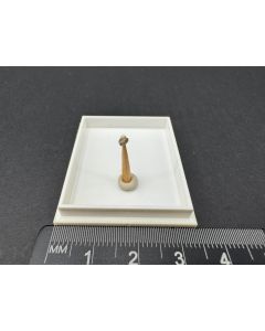 Cuspidin xx; Bellerberg, Eifel, Deutschland; MM; Einzelst&uuml;ck