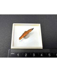 Desautelesit xx; Clear Creek, CA, USA; KS; Einzelst&uuml;ck