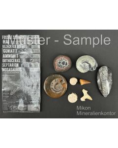 Fossilien Set; mit 8 verschiedenen Versteinerungen; 1 St&uuml;ck 