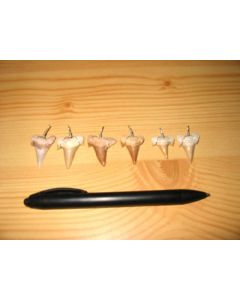 Shark teeth, with wire for jewellery, Morocco 100 pieces