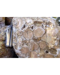Korallenjaspis, fossile Koralle, Indien, 1 kg