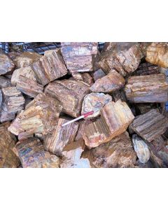 Fossiles (versteinertes) Holz, kleinere Stücke, Madagaskar, 1 kg