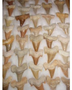Shark teeth, large, app. 4-5 cm, Morocco, 50 pieces
