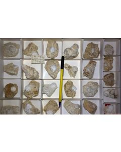 Crabs, fossilized, on matrix, Dromolite limestone, Faxe, Danmark, 1 flat
