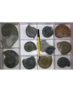 Ammonites, Gräfenberg, Germany, 1 flat