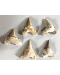 Shark teeth, repaired, 7 cm, Morocco, 50 pieces