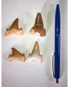 Shark teeth, 3-4 cm, Morocco, 1 piece