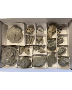Fossils, Silurian, Gotland, DK, 1 flat