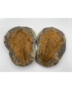 Trilobit Andalusia; Marokko, Positiv + Negativ (ECHT), ca 20 cm; 1 Stück