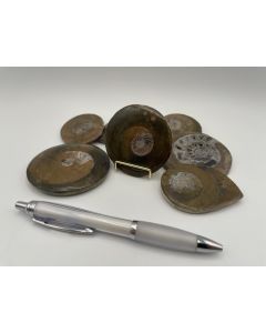 Ammoniten; poliert, 5-8 cm; 1 Stück