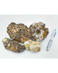 Coral-Jasper, fossil coral, India, 1 kg
