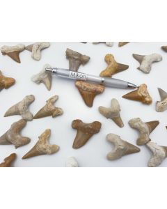 Shark teeth; medium, completed, approx. 3-4 cm, Morocco; 10 piece