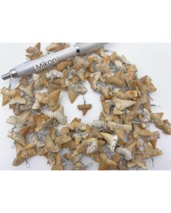 Haifischzähne; verdrahtet als Anhänger, Marokko; 100 Stück