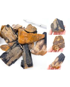 Fossiles versteinertes Holz; Sumatra, Indonesien; 1 kg