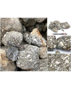 Fossilien Kalk; mit Turitella Turmschnecken und Muscheln, Java, Indonesien; 10 kg