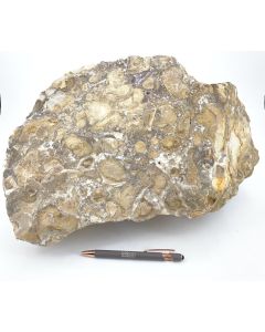 Jasper, coral jasper; (fossil coral), India; 27.5 kg, single piece