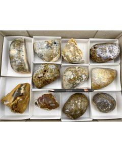 Fossil, petrified coral, polished on one side; Indonesia, 1 lot with 11 single pieces