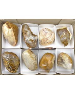 Fossil, petrified coral, polished on one side; Indonesia, 1 lot with 8 single pieces