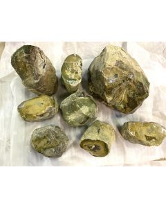 Fossil (petrified) wood with green, yellow opal; polished on one side, lot of 8 individual pieces on a half-format palette; Garut, Java, Indonesia; Total weight 90.2 kg