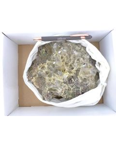 Wulfenite xls; Tsumeb Mine, Namibia; Ilse Baer collection; 1 half size flat; unique piece